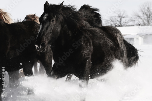 雪原を走る馬