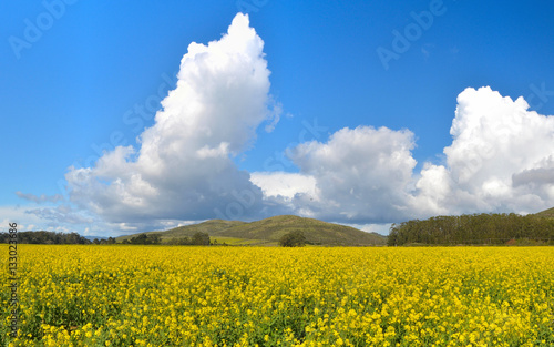 Fields and Clouds