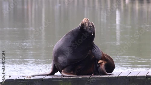 California Sea Lion on a Pier