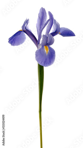 Single Purple Iris Flower on White Background