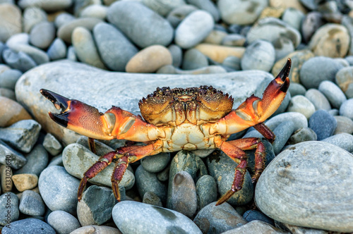 Wild sea crab with threatening claws in defending pose at summer seaside on grey rocky beach background