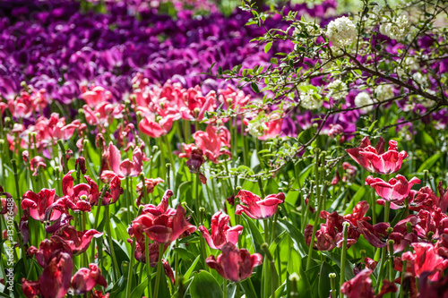 Flowers at Cincinnati Zoo