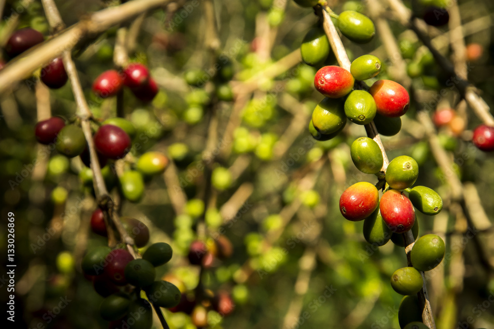 Obraz premium Cafetales mexicanos