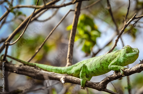 Green chameleon on a tree