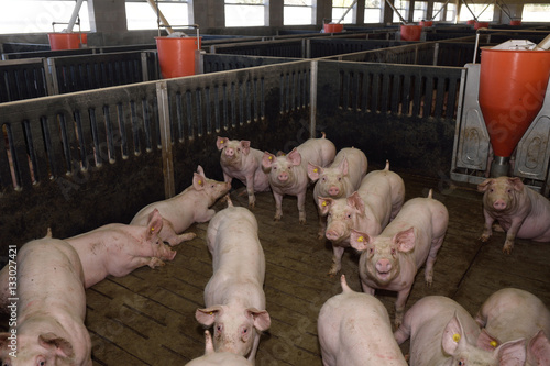 Inside a pig farm for fattening