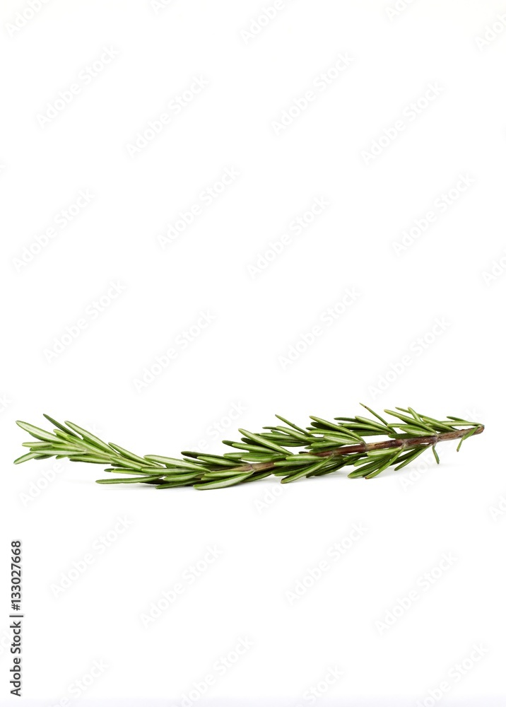 Fototapeta premium Rosemary 
