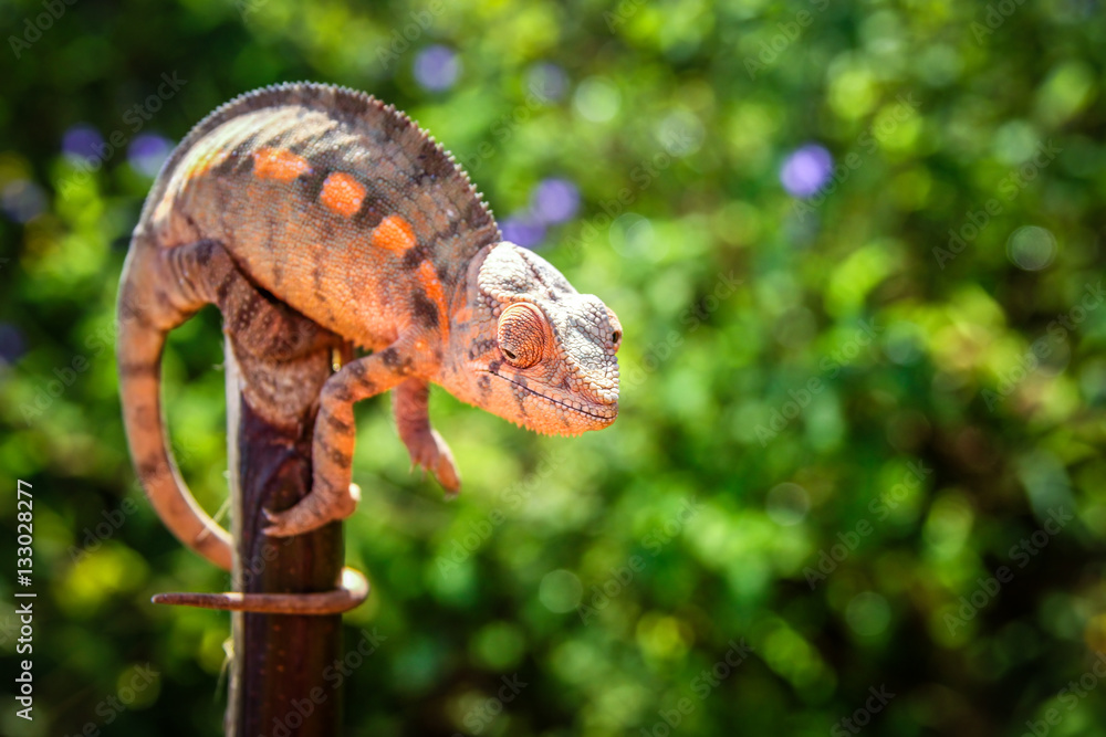 Small colourful chameleon