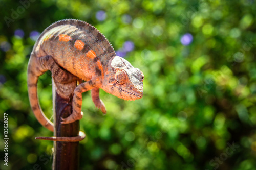 Small colourful chameleon © Pav-Pro Photography 