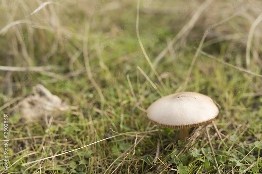 Mushroom in a green meadow. Mushroom in a green meadow.