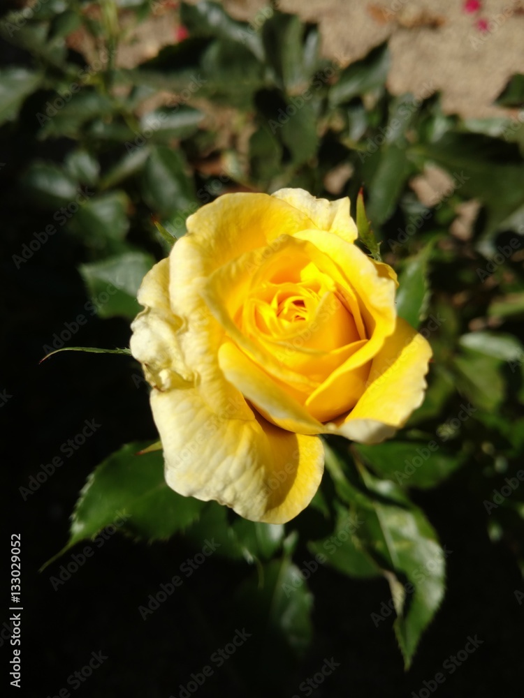 Yellow rose Yellow rose