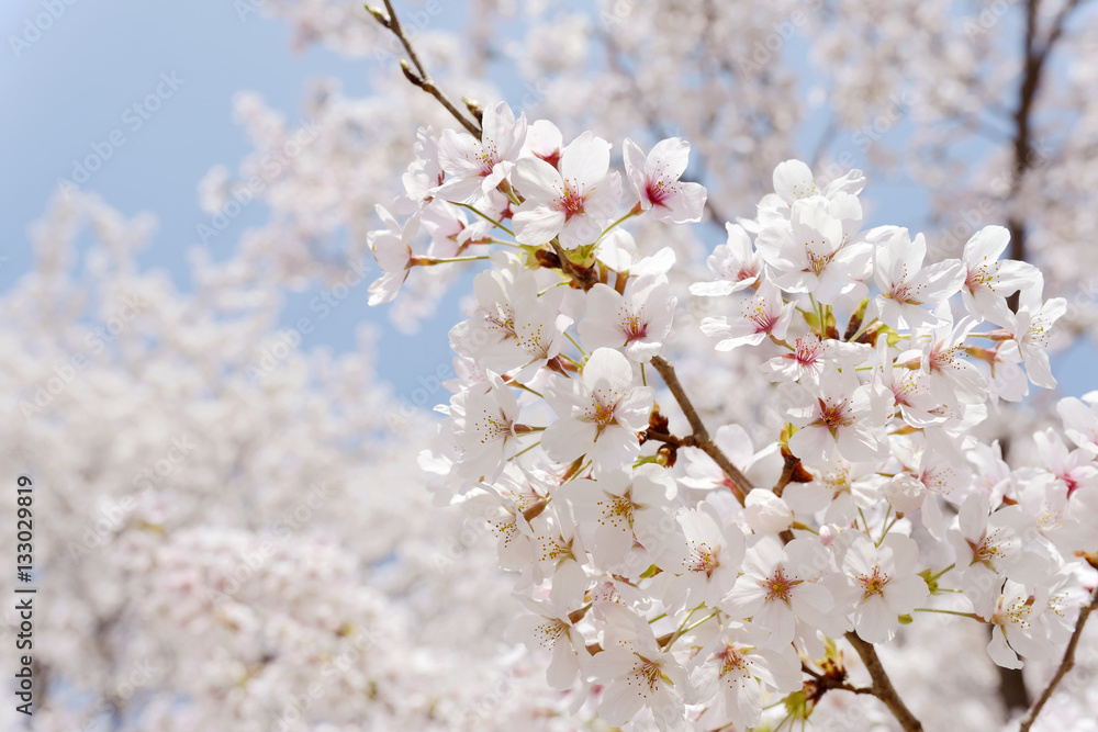 桜 桜