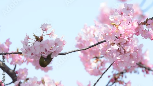 桜の花とメジロ　  青空背景