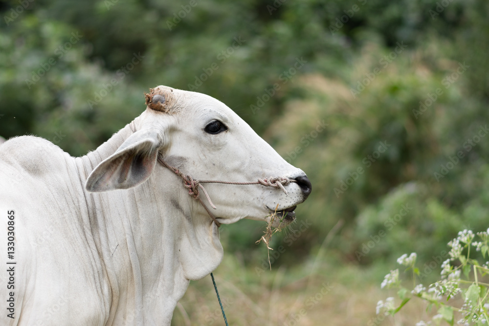 Fototapeta premium portrait cow at outdoor. shallow depth of field.