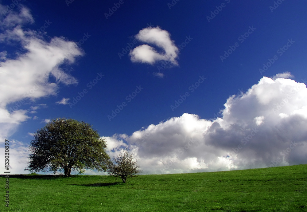 Green tree over blue sky