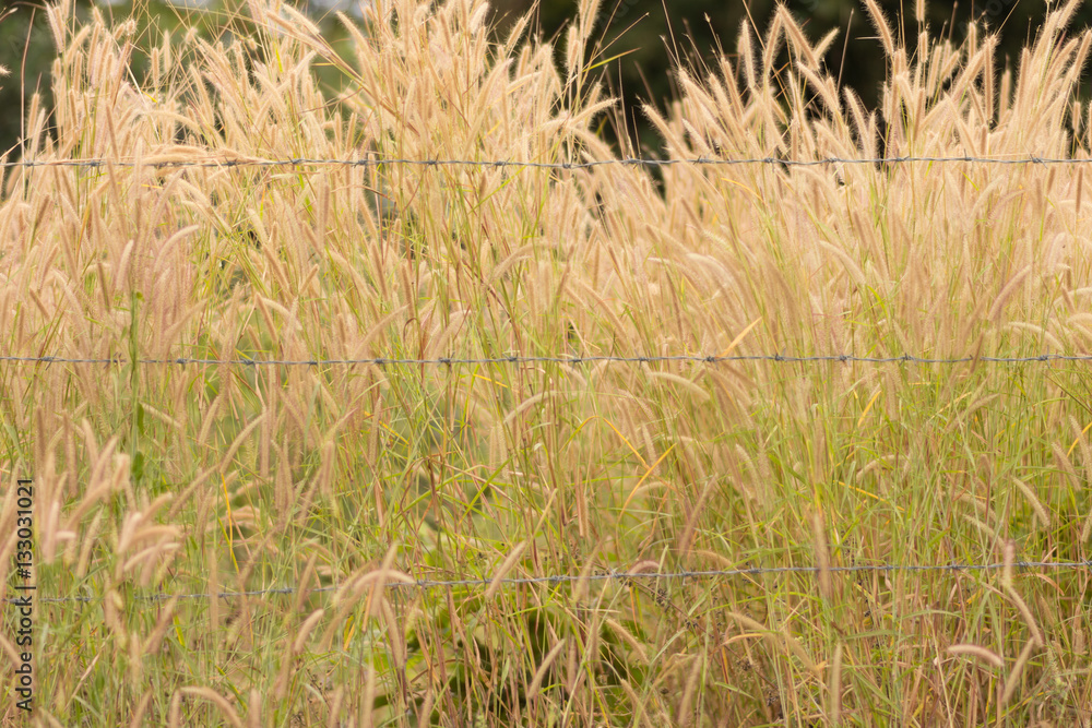 close up background of pampas. close up background of pampas.