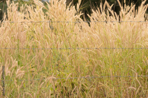 close up background of pampas.