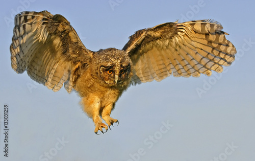 Brown owl landing