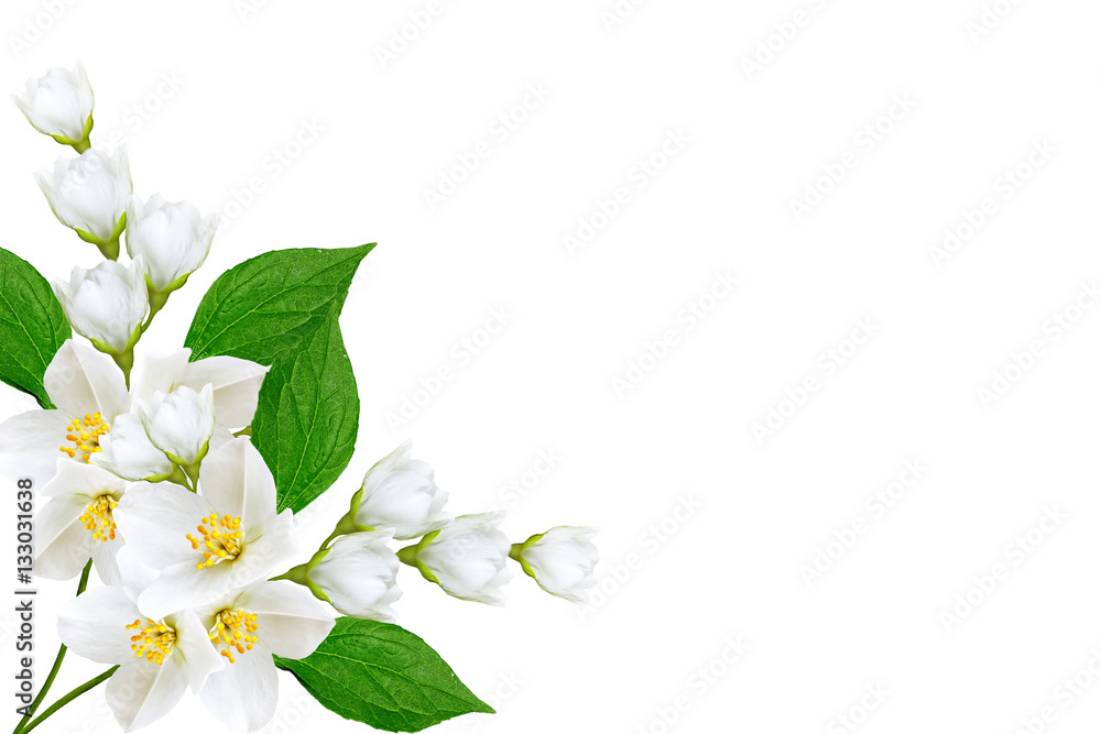 Fototapeta premium branch of jasmine flowers isolated on white background