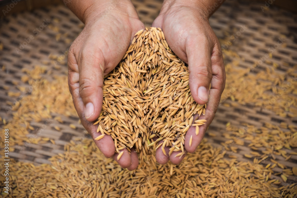 Close up hand of farmer is scooping rice. Close up hand of farmer is scooping rice.