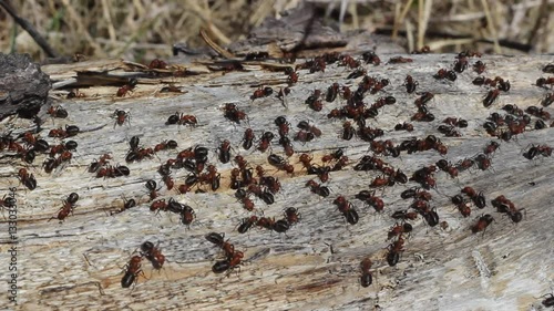 Red and Black Carpenter Ants on a Log 