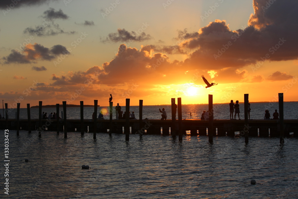 Obraz premium Pelicans in the sunset