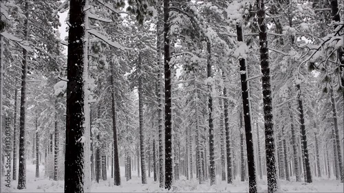 Snowing in a Forest of Pine Trees
