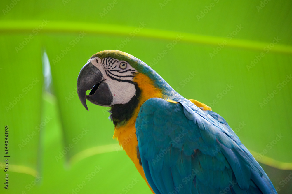 Obraz premium Parrot