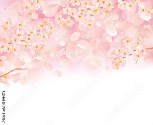 桜 チェック ぼかしピンク