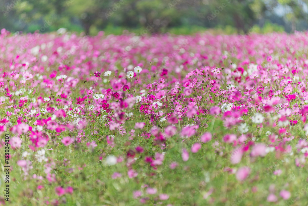 Cosmos Flowers