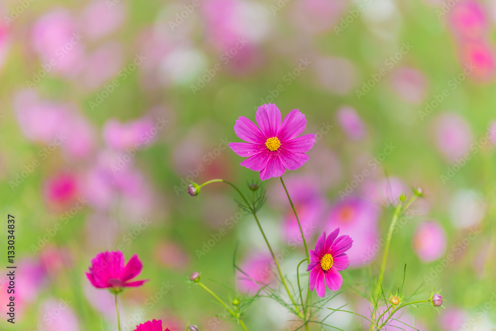 Cosmos Flowers