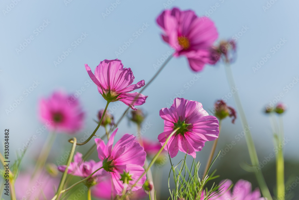 Cosmos Flowers Cosmos Flowers