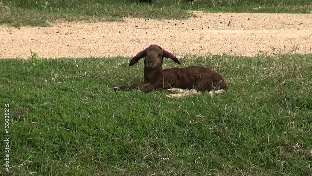 Goat Farming in Thailand. A small goat herd graze next to a river. Goat Farming in Thailand. A small goat herd graze next to a river.