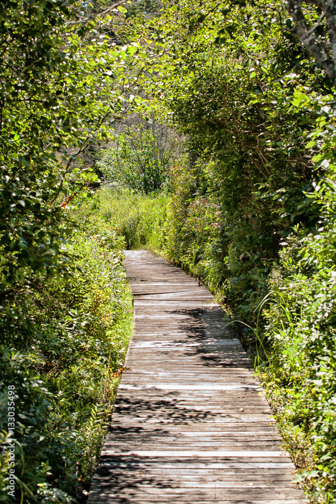 Fototapeta premium Wooden Boardwalk through the Forest