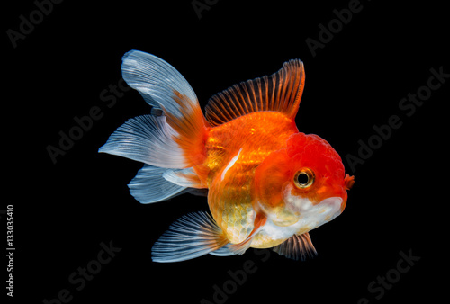 Fotografia goldfish isolated on black background.