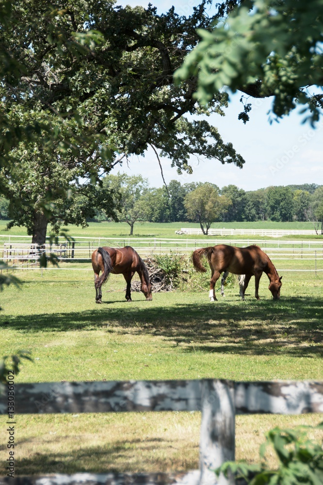 Naklejka premium Grazing Horses