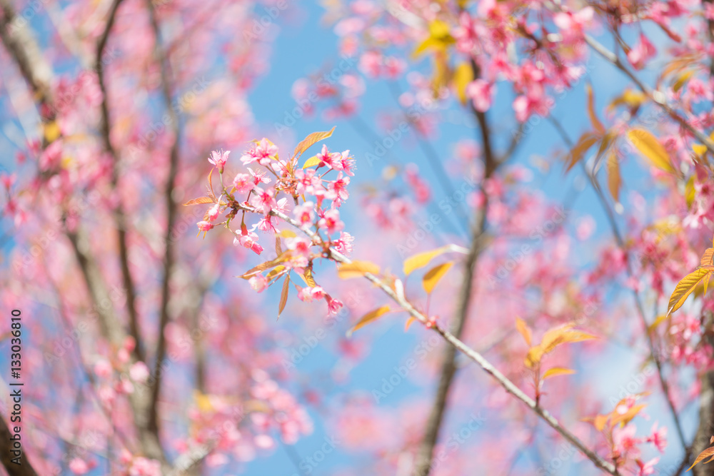 Wild Himalayan Cherry with blue sky and cloud background Wild Himalayan Cherry with blue sky and cloud background