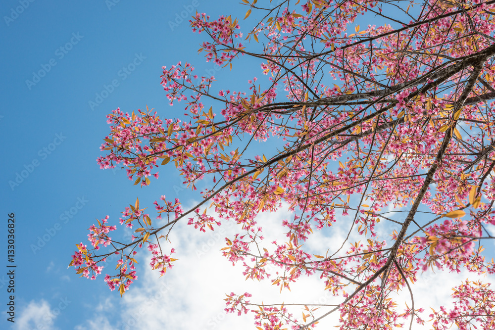 Wild Himalayan Cherry with blue sky and cloud background Wild Himalayan Cherry with blue sky and cloud background