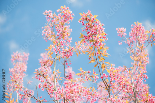 Wild Himalayan Cherry with blue sky and cloud background