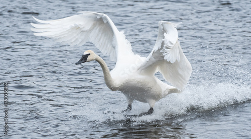 Trumpeter Swan landing