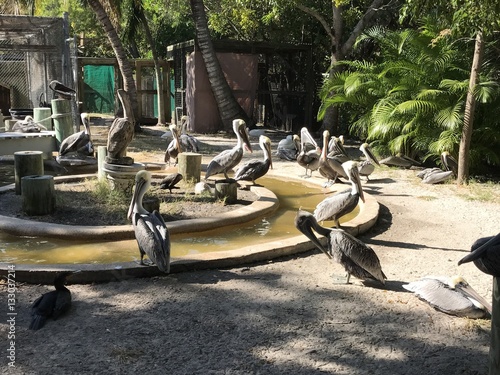 Pelican Cafe