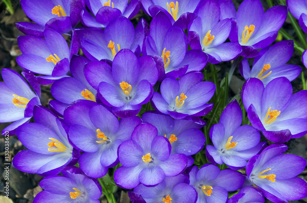Crocus Crocus