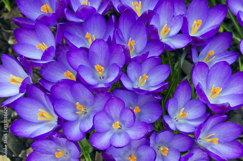 Crocus 