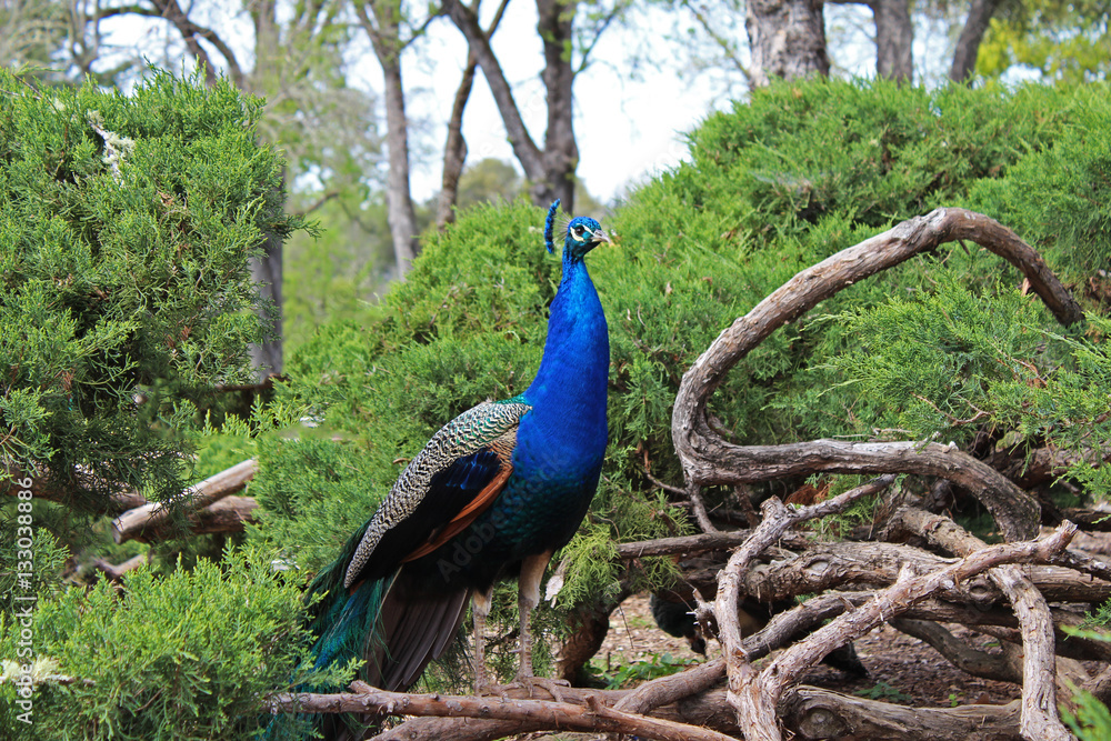 Fototapeta premium Peacock