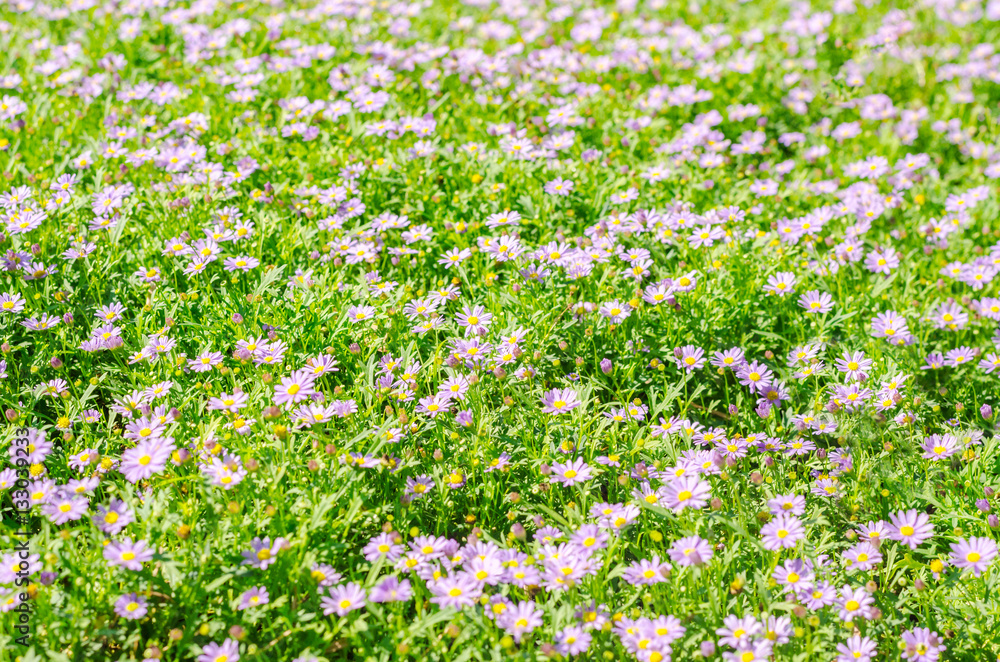 Brachycome flower group and background of green grass, flowering plants in the aster family