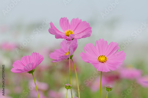 Soft blur Cosmos flower (Cosmos Bipinnatus) under sunlight with © Tongra
