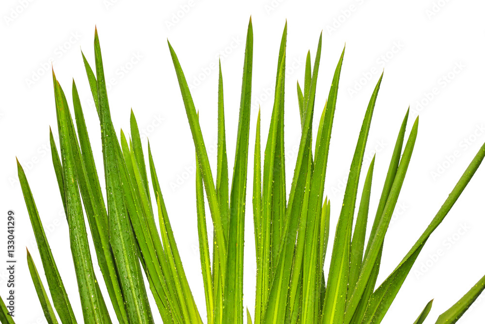 Bright green leaves with dew isolated on white background Bright green leaves with dew isolated on white background