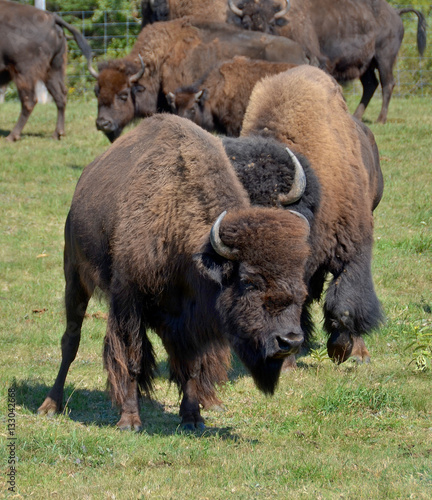 Bison are large, even-toed ungulates in the genus Bison within the subfamily Bovinae.  photo
