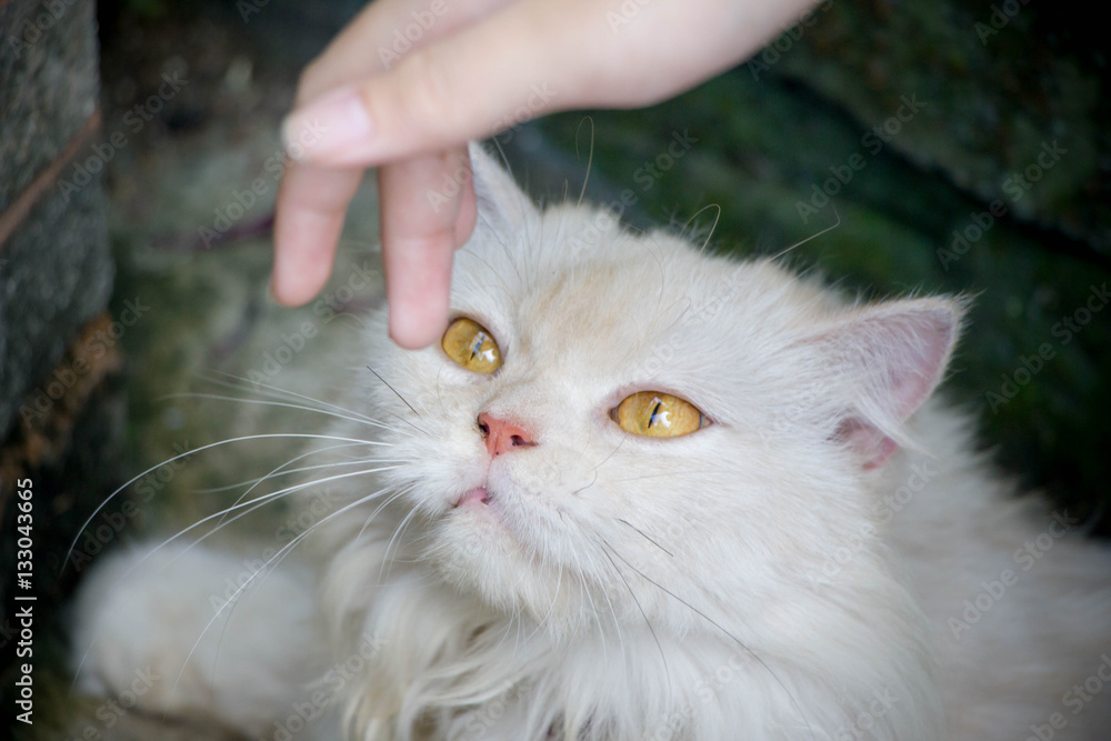 white cat looking at hand