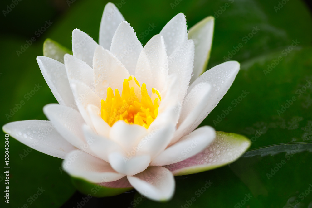 Beautiful lotus flower in pond Beautiful lotus flower in pond
