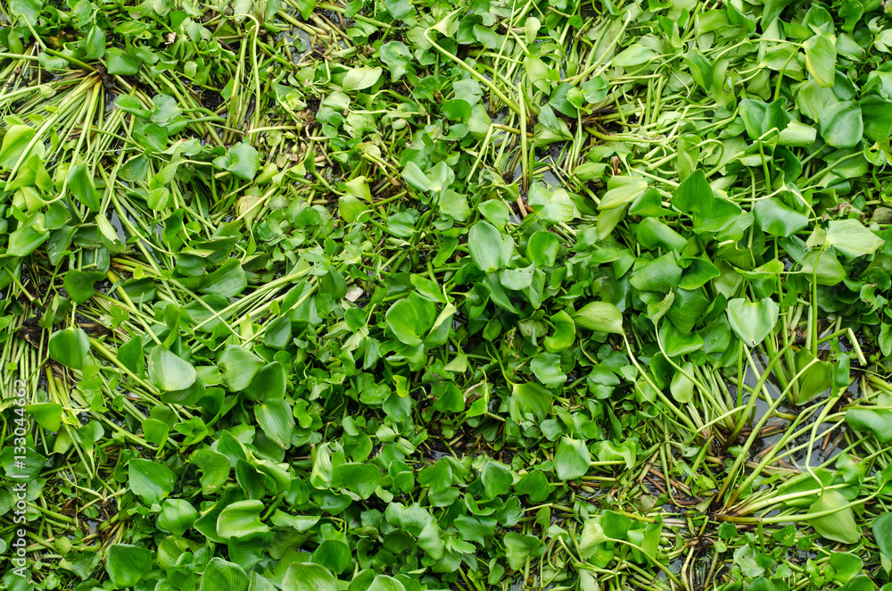 Obraz premium Water hyacinth plant floating on a river